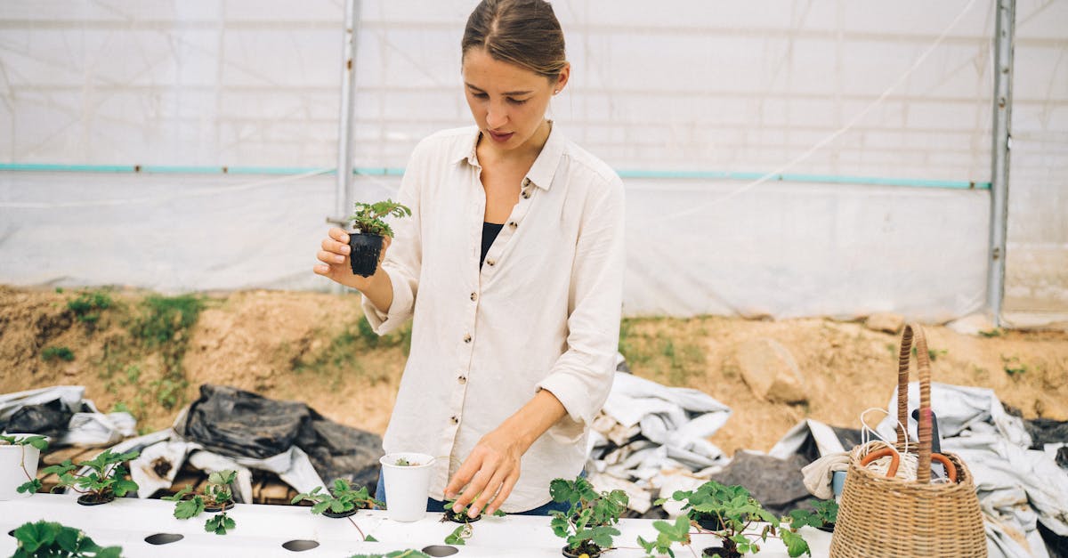 découvrez l'aquaponie, une méthode durable combinant aquaculture et hydroponie pour cultiver des plantes et élever des poissons de manière écologique et efficace.