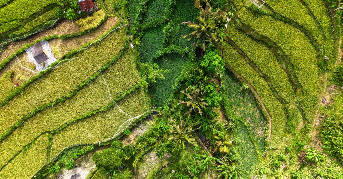 découvrez les pratiques d'agriculture durable qui préservent les ressources naturelles, favorisent la biodiversité et assurent une production alimentaire responsable pour les générations futures.