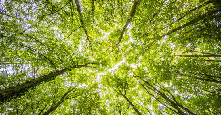 découvrez tout ce qu'il faut savoir sur les réglementations environnementales, leurs impacts et leur importance pour la protection de la planète.