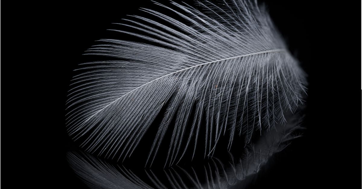 webfeather : votre solution légère et efficace pour la création et la gestion de sites web modernes.