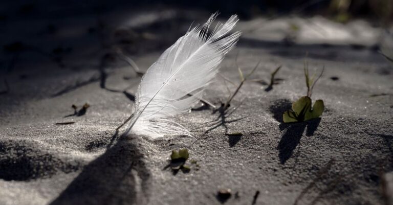 découvrez webfeather, votre solution innovante pour la création de sites web élégants et performants, alliant design moderne et optimisation seo.