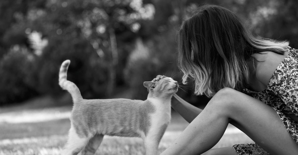 découvrez comment vivre en harmonie avec votre chat grâce à nos conseils pour une relation complice et équilibrée.