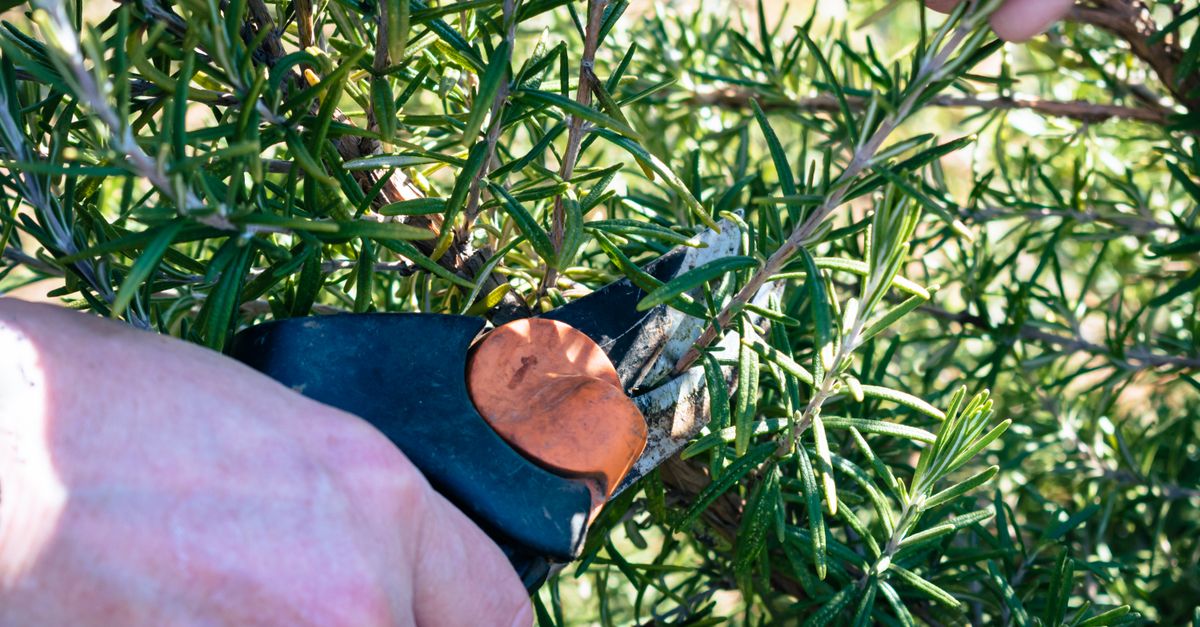 guide complet pour tailler vos plantes efficacement et favoriser leur croissance saine toute l'année.