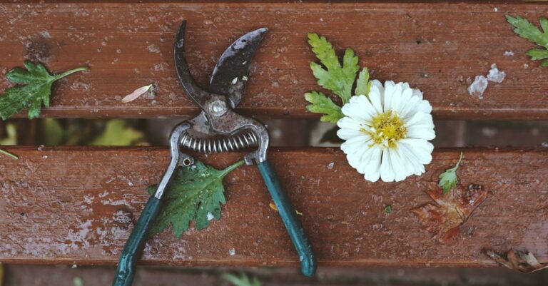 guide complet de taille des plantes : conseils essentiels pour tailler vos plantes correctement et favoriser leur croissance saine.